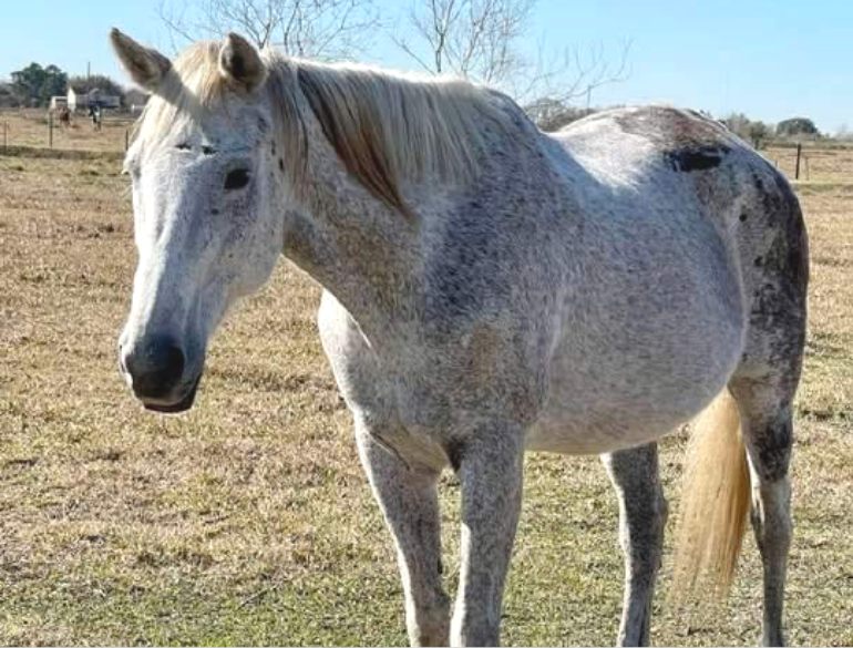 Plum after coming to Miracle Ranch