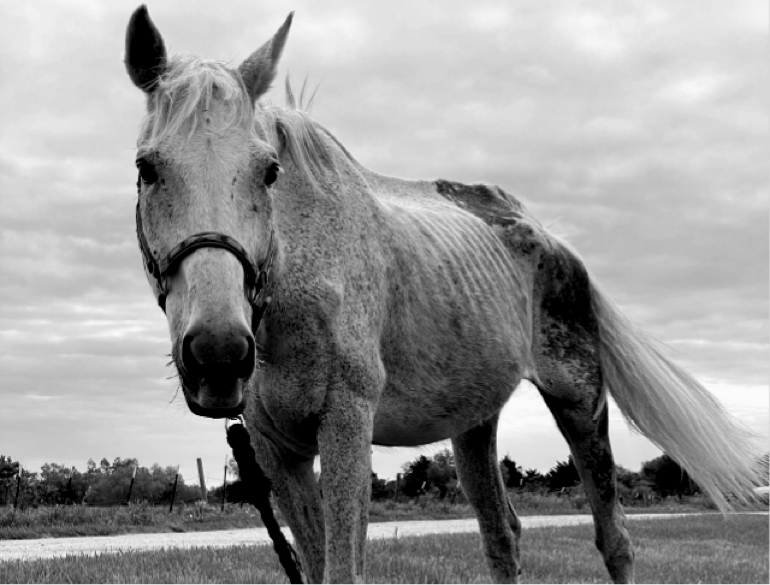 Plum before coming to Miracle Ranch