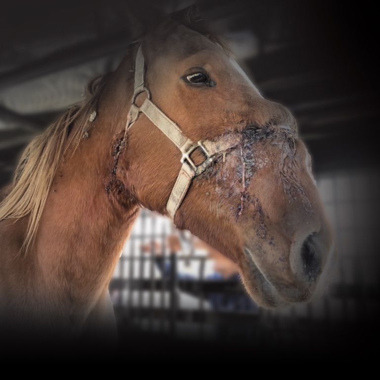 Horse with scar of face being fed by ranch worker