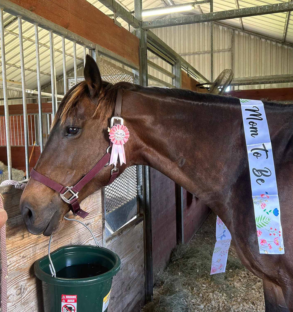 Rosa, a brown horse with a sash over her neck that reads Mom to Be
