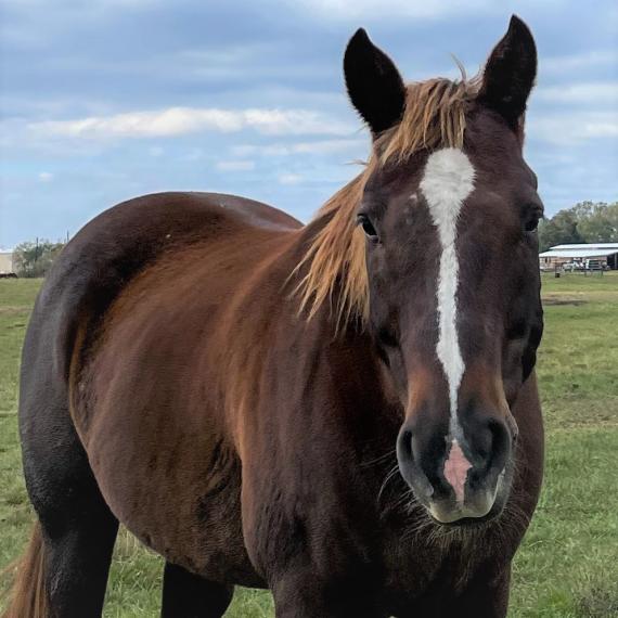 A horse named Beamer