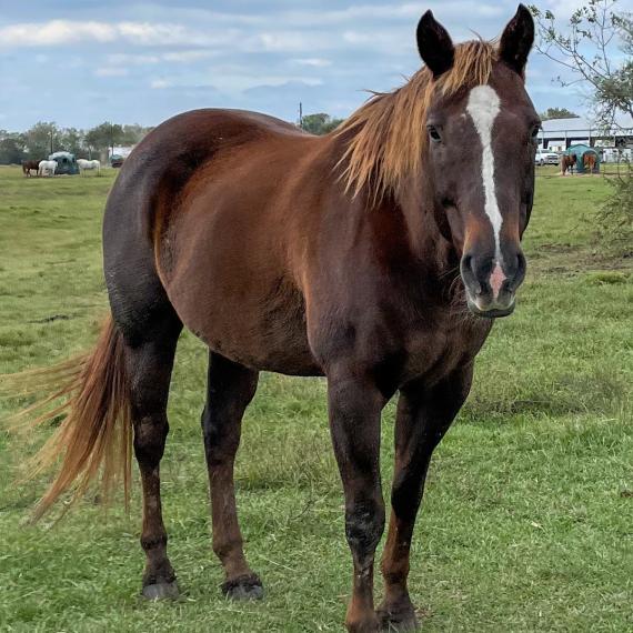 A horse named Beamer