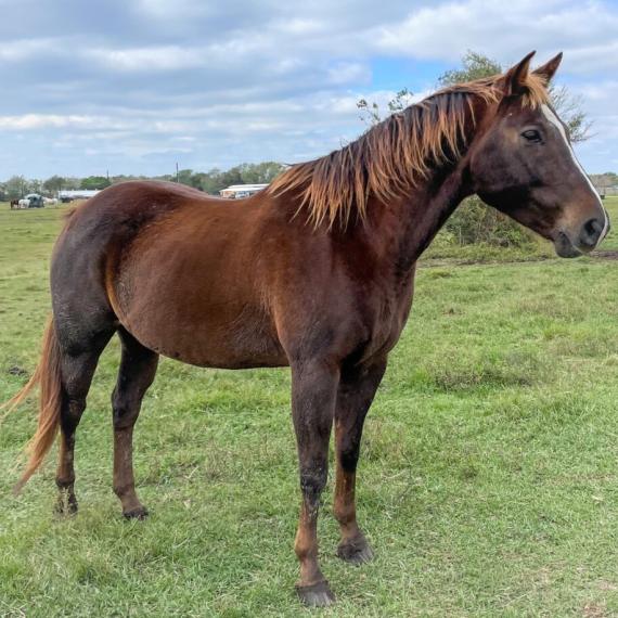 A horse named Beamer