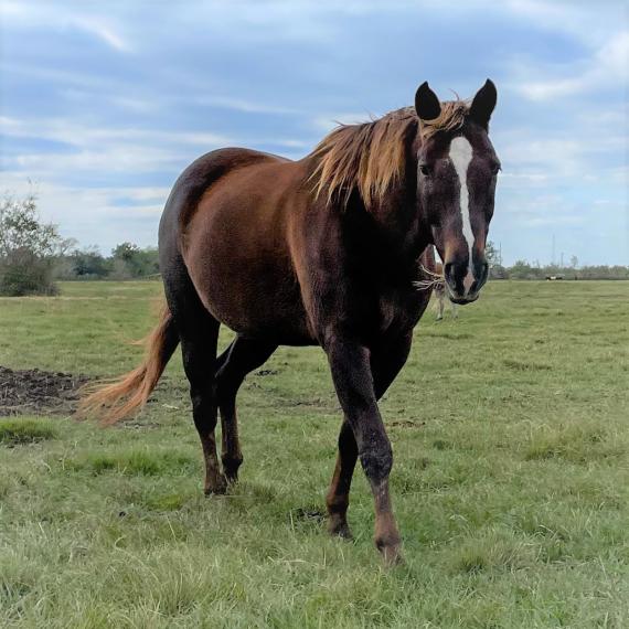 A horse named Beamer