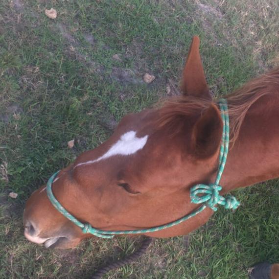 Brown Horse - Blessing image 4