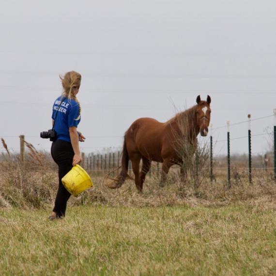 Brown Horse - Blessing image 4