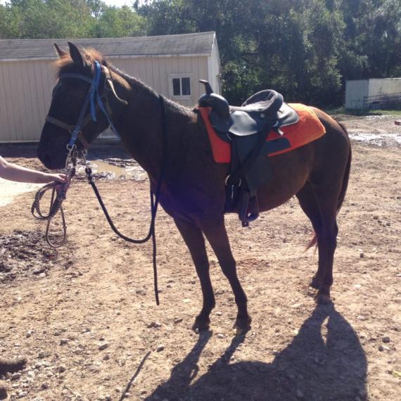 Lydia, the horse right