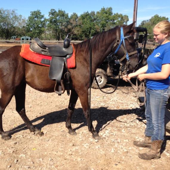 Lydia, the horse left
