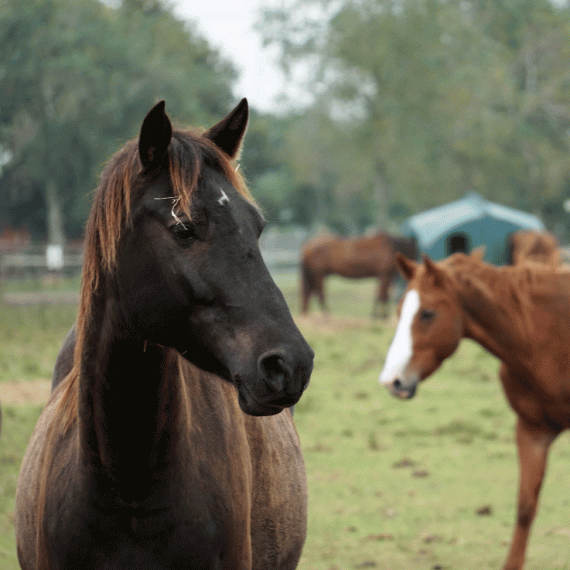 Lydia, the horse