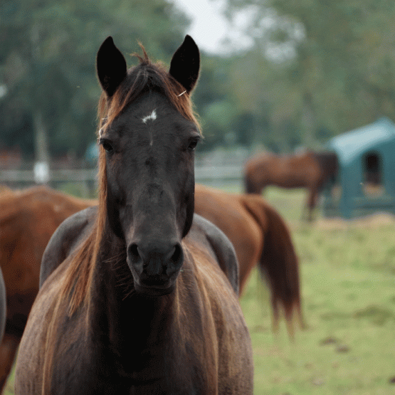 Lydia, the horse