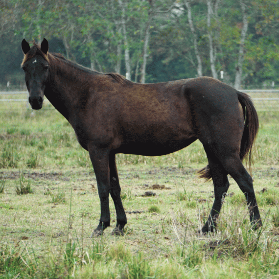 Lydia, the horse