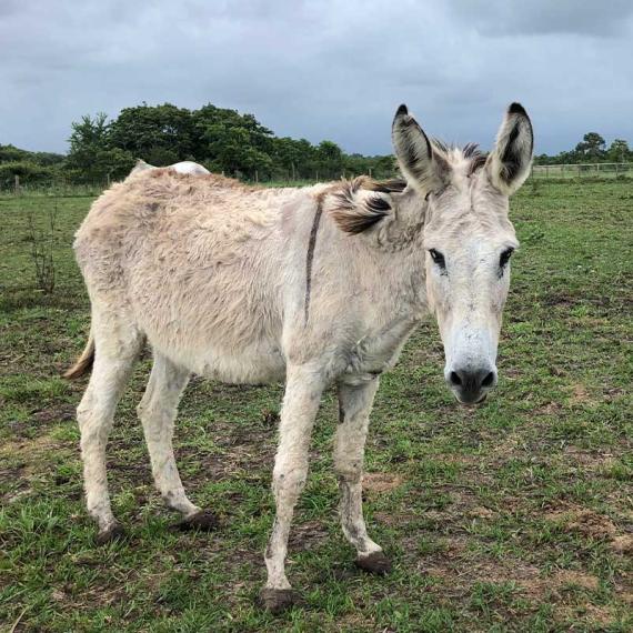 a horse named Zulu