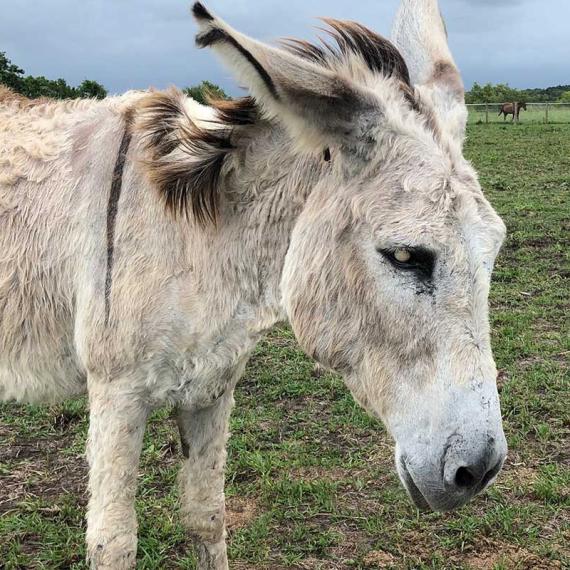 a horse named Zulu