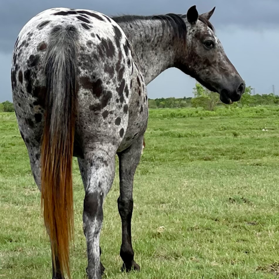 Artemis the horse