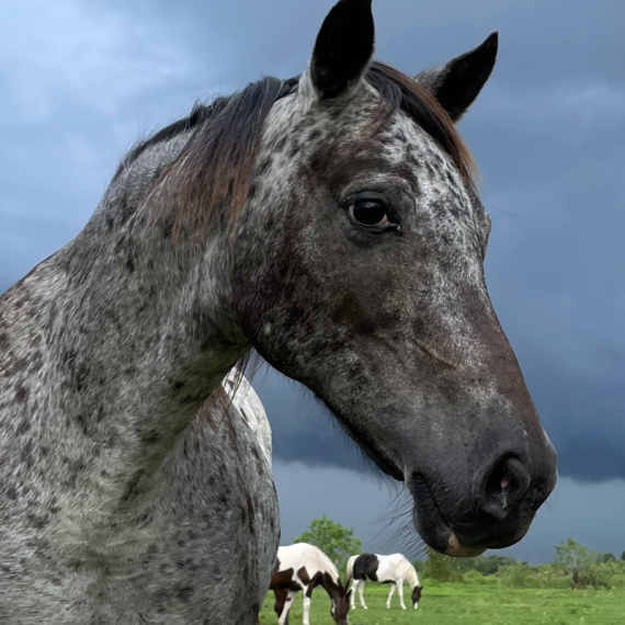 Artemis the horse