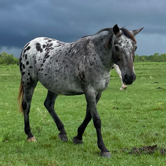 Artemis the horse