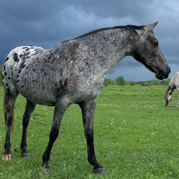 Artemis the horse