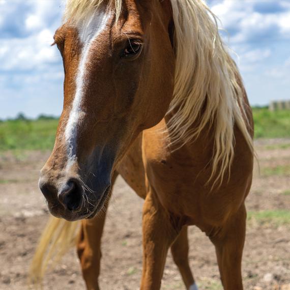 A horse named Doodlebug