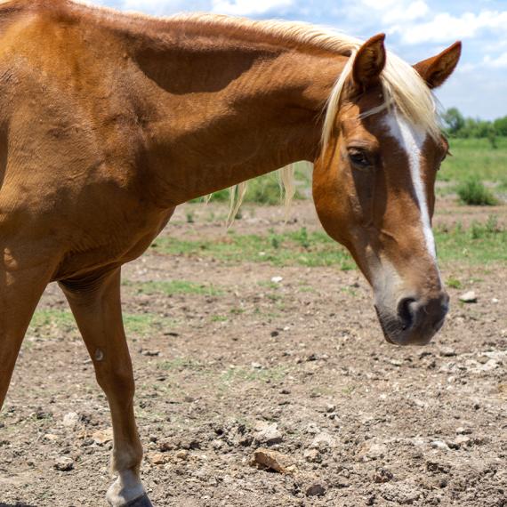A horse named Doodlebug