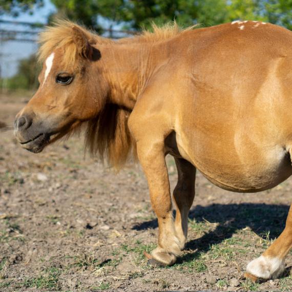 Munchie the tiny horse