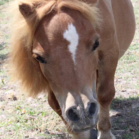 Munchie the tiny horse