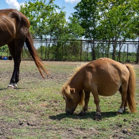 Munchie the tiny horse