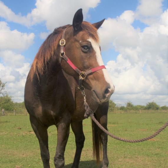 Abbie, a brown horse