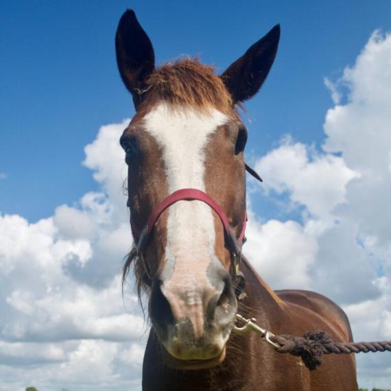 Abbie, a brown horse face