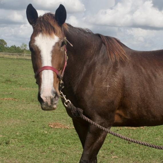 Abbie, a brown horse
