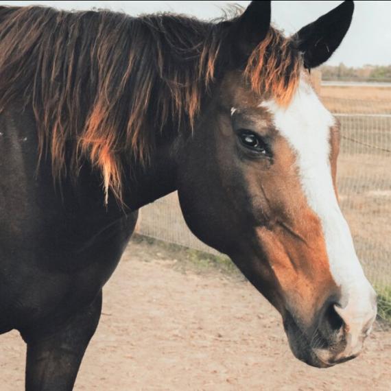 Abbie, a brown horse
