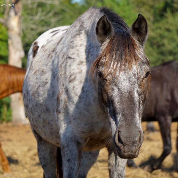 Artemis the spotted horse