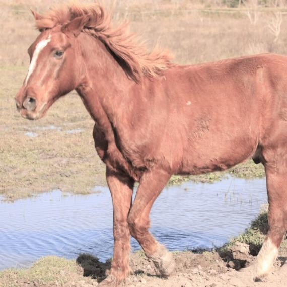 Blue, a brown horse