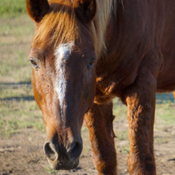 Blue, a brown horse
