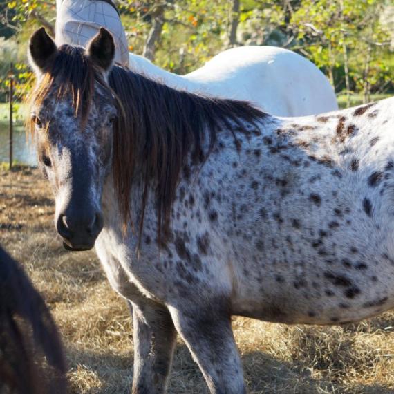 Artemis the spotted horse