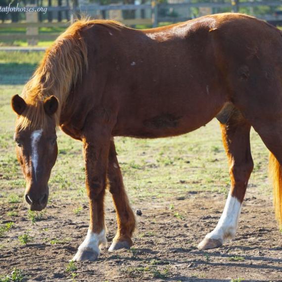 Blue, a brown horse