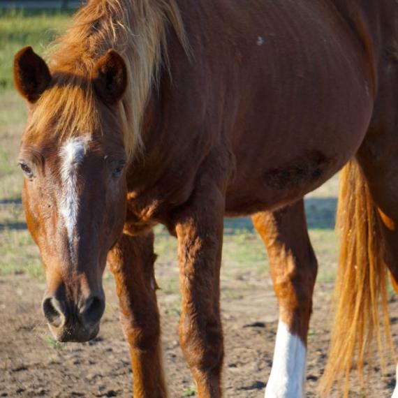Blue, a brown horse