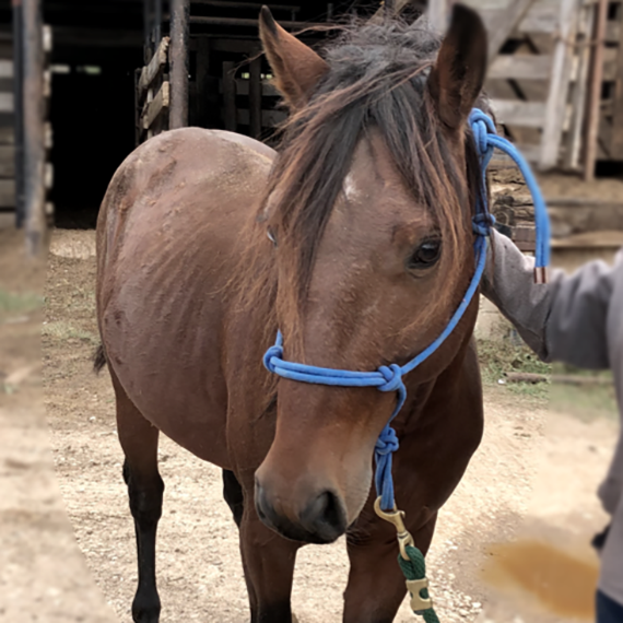a horse named Zion 