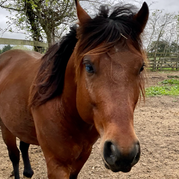 a horse named Zion 