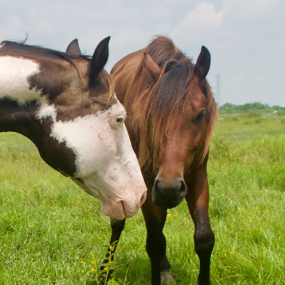 a horse named Zion 