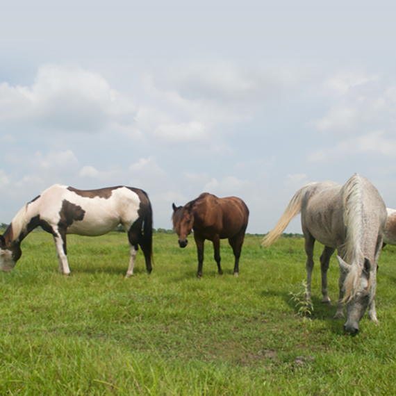 a horse named Zion 