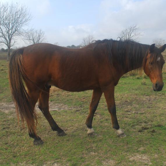 Murdoch, Left side photo of Horse