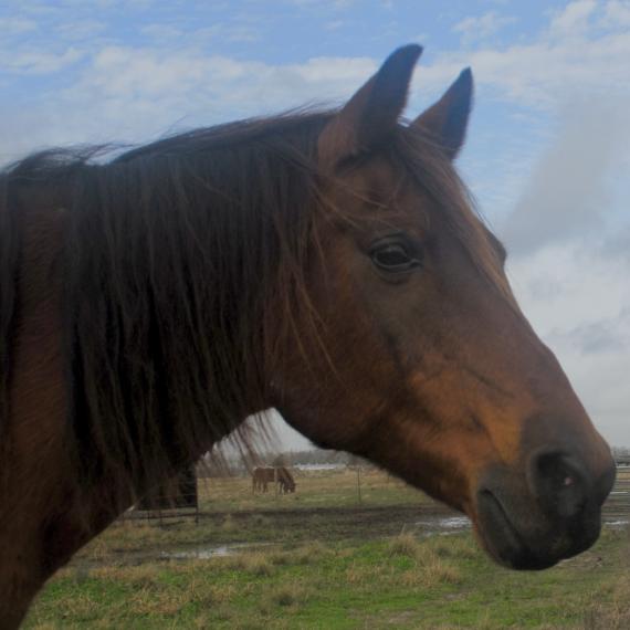 Murdoch, right side head photo of horse