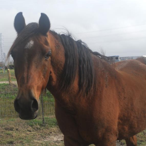 Murdoch, right side photo of Horse