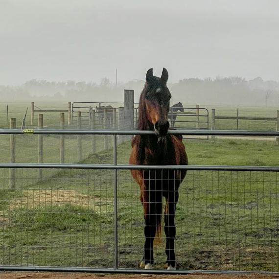 Murdoch, front view of horse