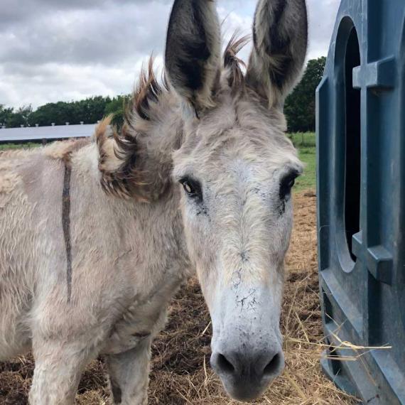 a horse named Zulu