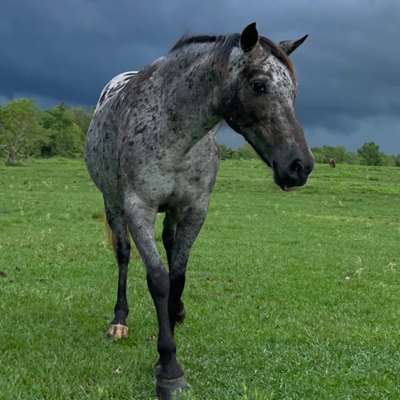 Artemis the horse