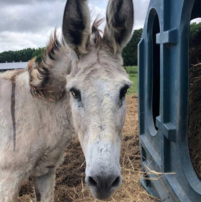 a horse named Zulu