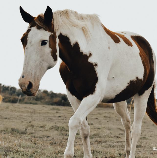 Ameera, a beautiful paint horse