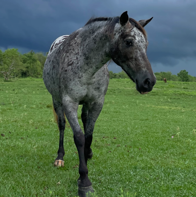 Artemis