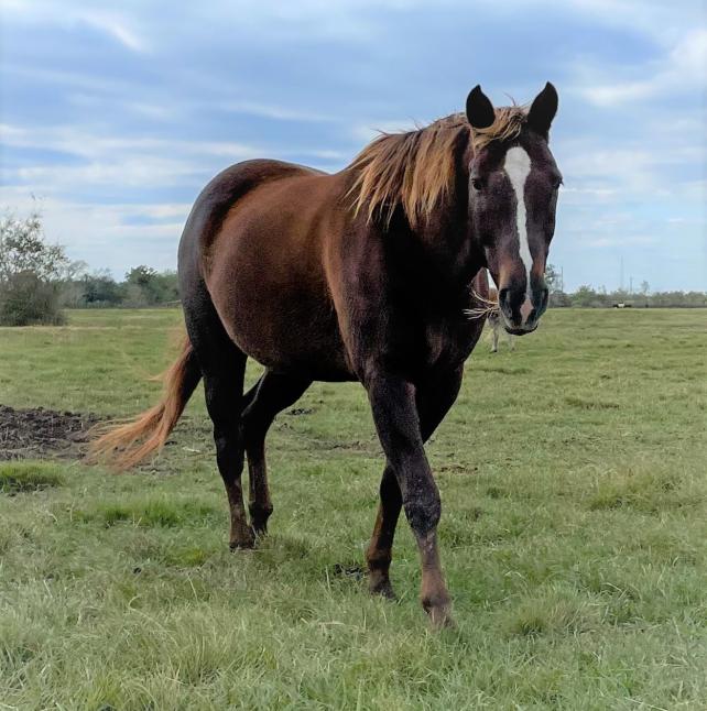 A horse named Beamer